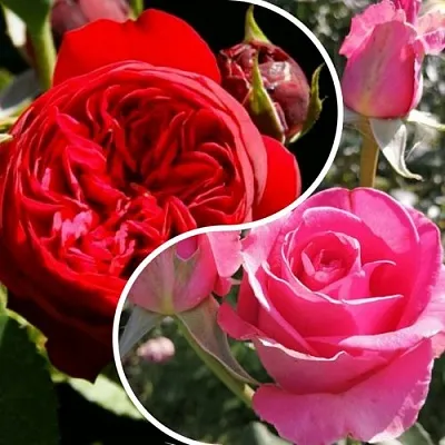 Комплект РОМАНТИЧЕСКИЙ БУКЕТ в Томске