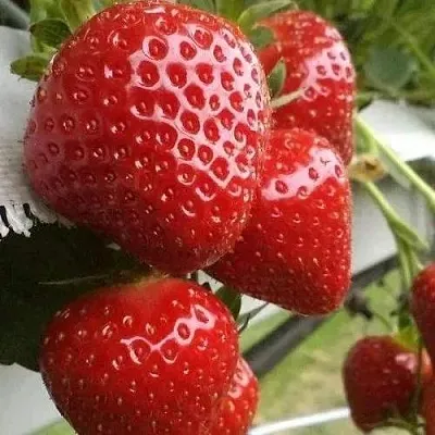 Клубника АРГЕНТЕРА  Клубника АРГЕНТЕРА в Томске