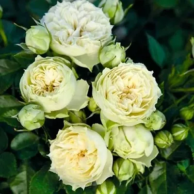 Саженцы роз БЛАНШЕТТ спрей  Саженцы роз БЛАНШЕТТ спрей в Томске