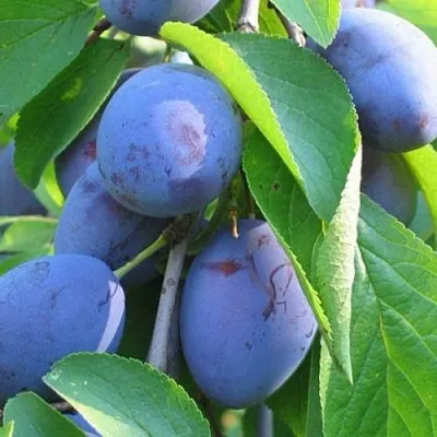 Слива ПЕРДРИГОН в Томске