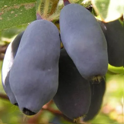 Жимолость съедобная КРУПНОПЛОДНАЯ  Жимолость съедобная КРУПНОПЛОДНАЯ в Томске