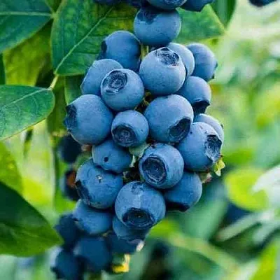 Голубика БОНИФАЦИЙ  Голубика БОНИФАЦИЙ в Томске