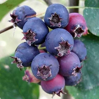 Ирга SLEYT  Ирга SLEYT в Томске