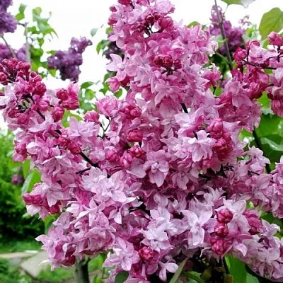 Сирень ОЛИМПИАДА КОЛЕСНИКОВА  Сирень ОЛИМПИАДА КОЛЕСНИКОВА в Томске