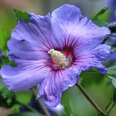 Гибискус МАРИНА сирийский в Томске