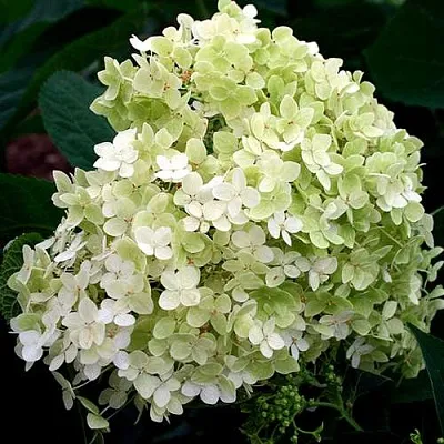 Гортензия СТЕРИЛИС древовидная  в Томске