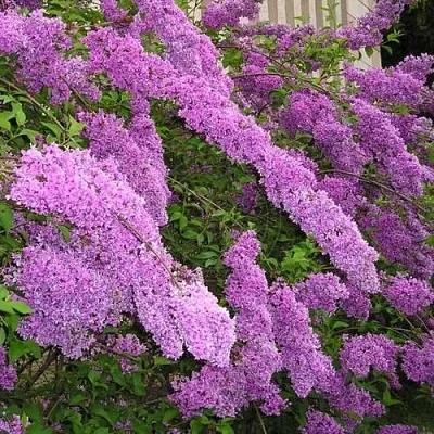 Сирень КИТАЙСКАЯ  Сирень КИТАЙСКАЯ в Томске