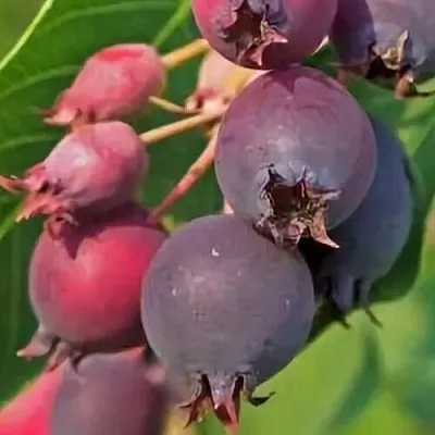 Ирга MANDAN  Ирга MANDAN в Томске