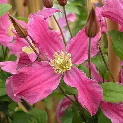 Клематис ИНСПИРЕЙШН ЗОЙН  Клематис ИНСПИРЕЙШН ЗОЙН в Томске