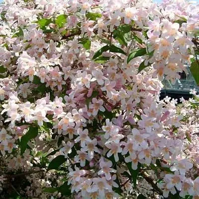 Кольквиция прелестная  Кольквиция прелестная в Томске