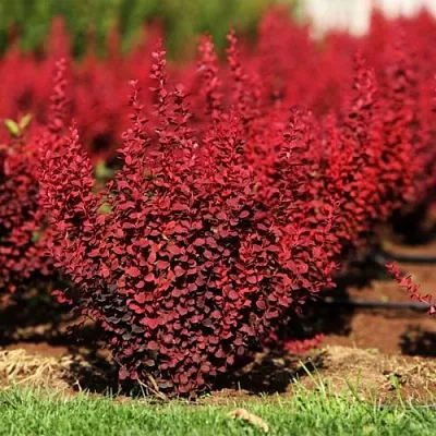 Барбарис ОРАНЖ РОКЕТ тунберга  Барбарис ОРАНЖ РОКЕТ тунберга в Томске