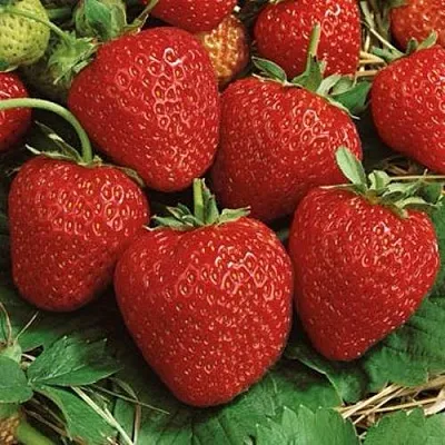 Клубника КОРОНА  Клубника КОРОНА в Томске