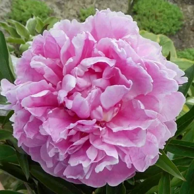 Пион РИМ травянистый  Пион РИМ травянистый в Томске