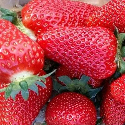 Клубника АМИ  Клубника АМИ в Томске