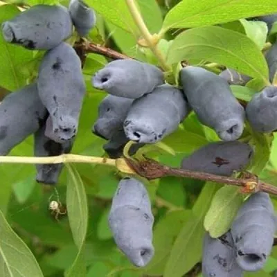 Жимолость съедобная РОКСАНА  Жимолость съедобная РОКСАНА в Томске