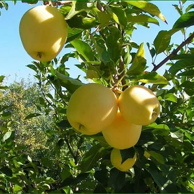 Яблоня ГОЛДЕН МИЛЛЕНИУМ  Яблоня ГОЛДЕН МИЛЛЕНИУМ в Томске