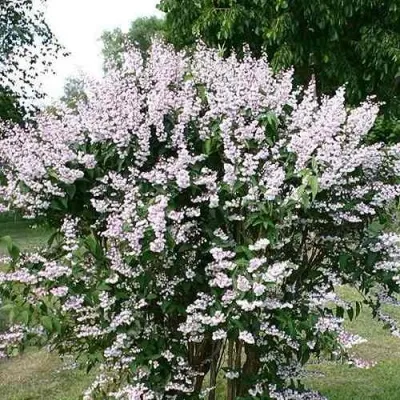 Дейция РОЗЕА ПЛЕНА — описание сорта Дейция РОЗЕА ПЛЕНА в Томске