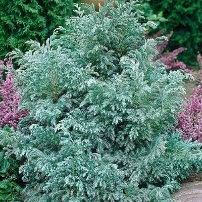 Кипарисовик БУЛЕВАРД горохоплодный  Кипарисовик БУЛЕВАРД горохоплодный в Томске