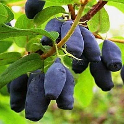 Жимолость съедобная МОСКОВСКАЯ  Жимолость съедобная МОСКОВСКАЯ в Томске