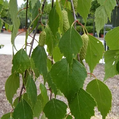 Береза ФАСЦИНЕЙШЕН белая   Береза ФАСЦИНЕЙШЕН белая  в Томске