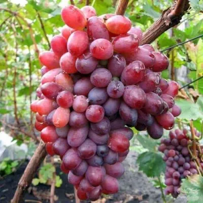 Виноград КРАСОТКА — описание сорта Виноград КРАСОТКА в Томске