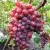 Виноград КРАСОТКА — описание сорта Виноград КРАСОТКА в Томске