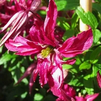 Клематис РОЗАЛИН  Клематис РОЗАЛИН в Томске