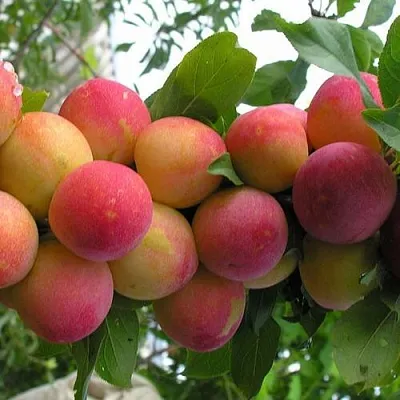 Слива СКОРОПЛОДНАЯ  Слива СКОРОПЛОДНАЯ в Томске