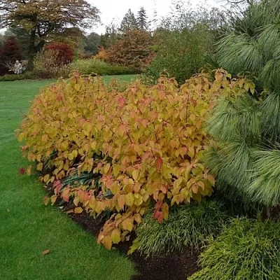 Дерен  АННА ВИНТЕР ОРАНЖ кроваво-красный    Дерен  АННА ВИНТЕР ОРАНЖ кроваво-красный   в Томске