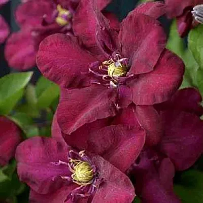 Клематис ЯН III СОБЕСКИ  Клематис ЯН III СОБЕСКИ в Томске