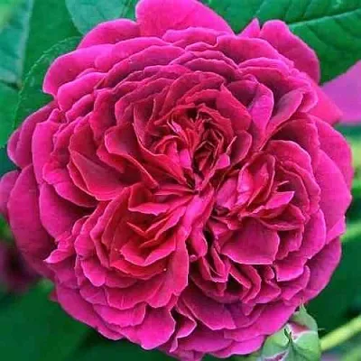 Саженцы роз ВИЛЬЯМ ШЕКСПИР английская  Саженцы роз ВИЛЬЯМ ШЕКСПИР английская в Томске