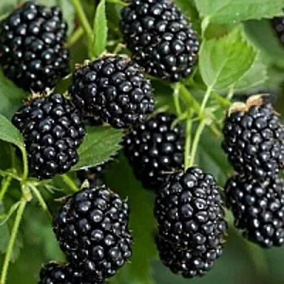 Бесшипная  Бесшипная в Томске