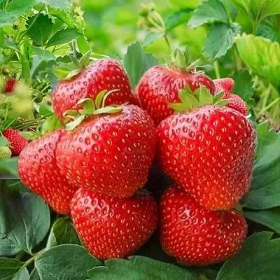 Клубника КИМБЕРЛИ  Клубника КИМБЕРЛИ в Томске