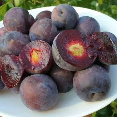 Сливово-вишневый гибрид МЕЙНОР — описание сорта Сливово-вишневый гибрид МЕЙНОР в Томске