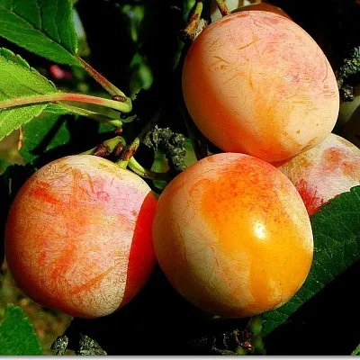 Ранняя  Ранняя в Томске