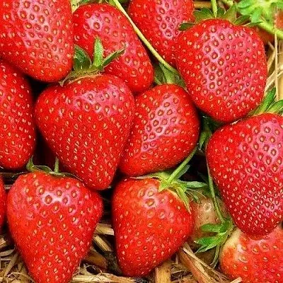 Клубника КВИКИ  Клубника КВИКИ в Томске