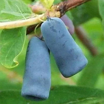 Жимолость съедобная ЗИНРИ  Жимолость съедобная ЗИНРИ в Томске