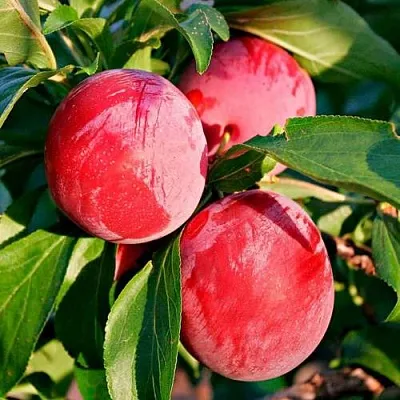 Красная  Красная в Томске