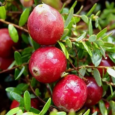 Клюква СТИВЕНС  Клюква СТИВЕНС в Томске