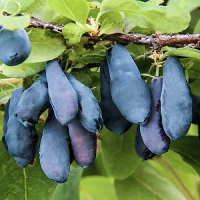 Жимолость съедобная СИБИРЯЧКА  Жимолость съедобная СИБИРЯЧКА в Томске