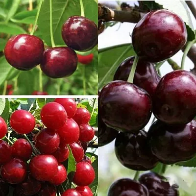 Комплект ВИШНЕВЫЙ САД в Томске