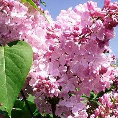 Сирень АДЕЛИНА  Сирень АДЕЛИНА в Томске