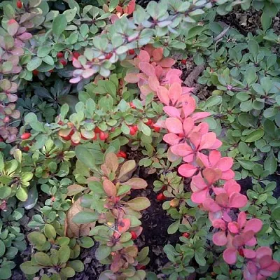 Барбарис ГРИН КАРПЕТ тунберга  Барбарис ГРИН КАРПЕТ тунберга в Томске