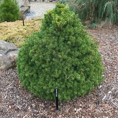 Ель ТОМПА обыкновенная  Ель ТОМПА обыкновенная в Томске