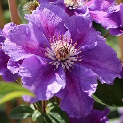 Клематис АШВА  Клематис АШВА в Томске