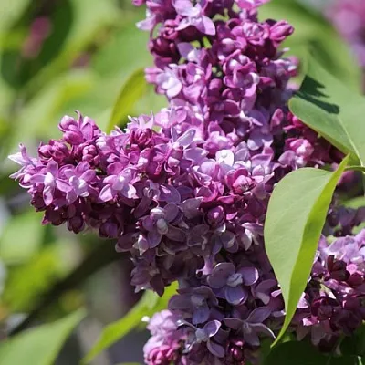 Сирень ИЗОБИЛИЕ  Сирень ИЗОБИЛИЕ в Томске