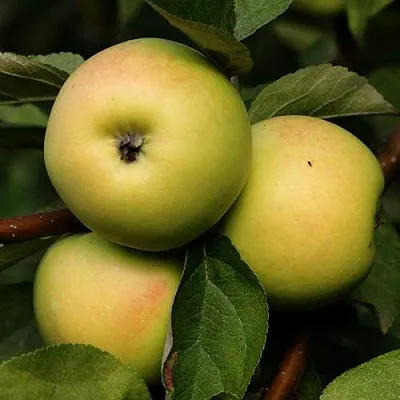 Яблоня ДАНИЛА  Яблоня ДАНИЛА в Томске