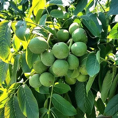 Грецкий орех  ИЗЯЩНЫЙ  Грецкий орех  ИЗЯЩНЫЙ в Томске