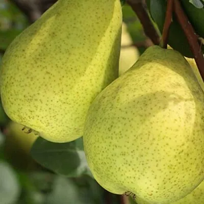 Груша СКАЗОЧНАЯ  в Томске