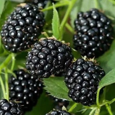 Ежевика ТРИПЛ КРАУН бесшипная  Ежевика ТРИПЛ КРАУН бесшипная в Томске